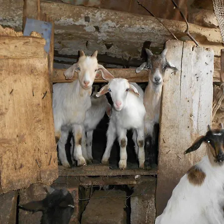 ファームステイ L'aquila