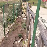 L'aquila * Arbus