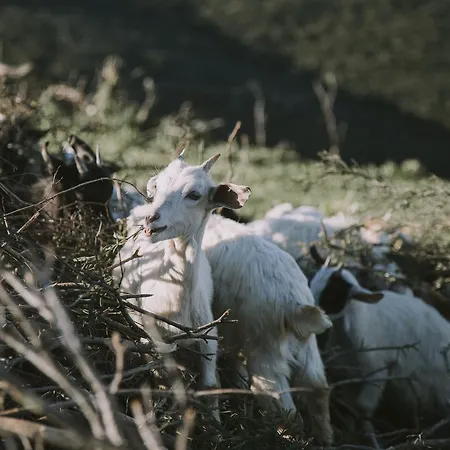 Farma L'aquila