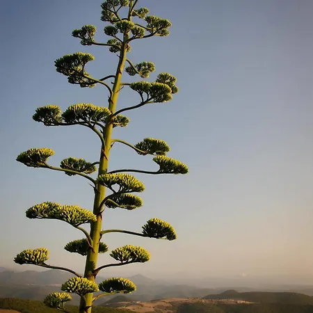L'aquila Farma Arbus